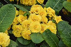 Prima Belarina Spring Sun Primrose (Primula vulgaris 'Kerbelsun') at Lakeshore Garden Centres