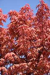 First Flame Maple (Acer 'IslFirFl') at Lakeshore Garden Centres