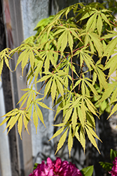 Fascination Japanese Maple (Acer palmatum 'Fascination') at Lakeshore Garden Centres