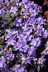Ramapo Rhododendron (Rhododendron 'Ramapo') at Peter Knippel Garden Centre