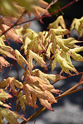 Sawa Chidori Japanese Maple (Acer palmatum 'Sawa Chidori') at Lakeshore Garden Centres