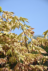 Sawa Chidori Japanese Maple (Acer palmatum 'Sawa Chidori') at Lakeshore Garden Centres
