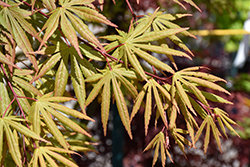 Rite of Spring Japanese Maple (Acer palmatum 'Rite of Spring') at Lakeshore Garden Centres
