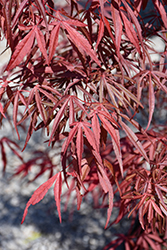 Red Spider Japanese Maple (Acer palmatum 'Red Spider') at Lakeshore Garden Centres
