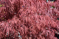 Garnet Cutleaf Japanese Maple (Acer palmatum 'Garnet') at Lakeshore Garden Centres