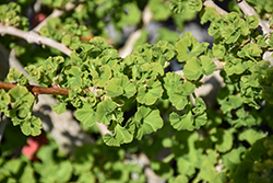 Troll Dwarf Ginkgo (Ginkgo biloba 'Troll') at Peter Knippel Garden Centre
