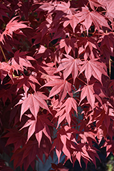 Tsukushi Gata Japanese Maple (Acer palmatum 'Tsukushi Gata') at Lakeshore Garden Centres