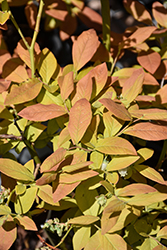 Sky Dew Gold Ornamental Blueberry (Vaccinium corymbosum 'ANDVAL1601') at Lakeshore Garden Centres