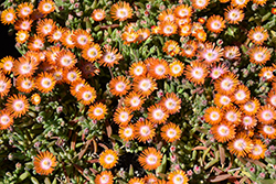 Jewel Of Desert Topaz Ice Plant (Delosperma 'Jewel Of Desert Topaz') at Peter Knippel Garden Centre