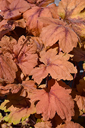 Pumpkin Spice Foamy Bells (Heucherella 'Pumpkin Spice') at Peter Knippel Garden Centre