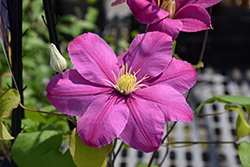 Alaina Clematis (Clematis 'Evipo056') at Peter Knippel Garden Centre