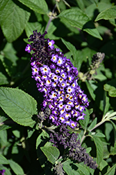 Blueberry Pie Butterfly Bush (Buddleia 'PODARASNGA 9-15') at Lakeshore Garden Centres