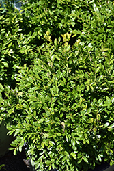 NewGen Liberty Belle Boxwood (Buxus 'RLH-BI') at Lakeshore Garden Centres
