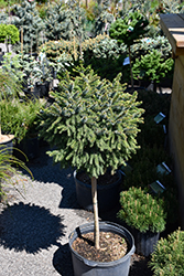 Dwarf Serbian Spruce (tree form) (Picea omorika 'Nana (tree form)') at Peter Knippel Garden Centre