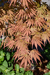 Orange Flame Japanese Maple (Acer palmatum 'Orange Flame') at Lakeshore Garden Centres