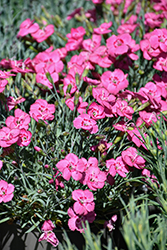 EverBloom Strawberry Tart Pinks (Dianthus 'Strawberry Tart') at Lakeshore Garden Centres