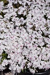 Amazing Grace Moss Phlox (Phlox subulata 'Amazing Grace') at Peter Knippel Garden Centre