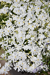 Spring White Moss Phlox (Phlox subulata 'Spring White') at Peter Knippel Garden Centre