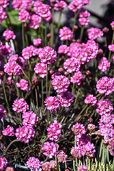 Red-leaved Sea Thrift (Armeria maritima 'Rubrifolia') at Lakeshore Garden Centres