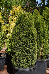 Emerald Petite Arborvitae (Thuja occidentalis 'Thusid4') at Peter Knippel Garden Centre