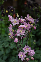 Biedermeier Pink Columbine (Aquilegia 'Biedermeier Pink') at Lakeshore Garden Centres