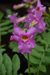 Garden Gloxinia (Incarvillea delavayi) at Lakeshore Garden Centres