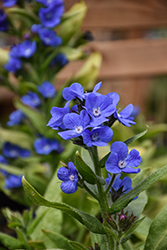 Loddon Royalist Anchusa (Anchusa azurea 'Loddon Royalist') at Peter Knippel Garden Centre