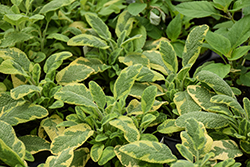 Golden Sage (Salvia officinalis 'Aurea') at Lakeshore Garden Centres