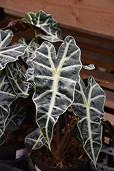 Polly Amazon Elephant's Ear (Alocasia amazonica 'Polly') at Golden Acre Home & Garden