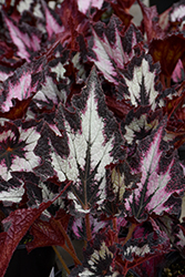 Jurassic Silver Point Begonia (Begonia 'Jurassic Silver Point') at Lakeshore Garden Centres