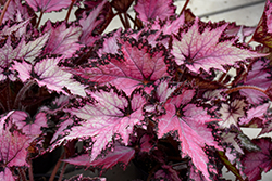 Jurassic Pink Shades Begonia (Begonia 'Jurassic Pink Shades') at Lakeshore Garden Centres