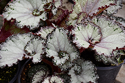 Jurassic Jr. Arctic Twist Begonia (Begonia 'Jurassic Jr. Arctic Twist') at Lakeshore Garden Centres