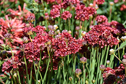 Ballerina Red False Sea Thrift (Armeria pseudarmeria 'Ballerina Red') at Peter Knippel Garden Centre