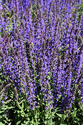 Spring King Meadow Sage (Salvia nemorosa 'Spring King') at Peter Knippel Garden Centre