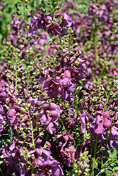 Plum Smokey Mullein (Verbascum 'Plum Smokey') at Peter Knippel Garden Centre