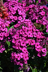 Early Magenta Garden Phlox (Phlox paniculata 'Early Magenta') at Peter Knippel Garden Centre