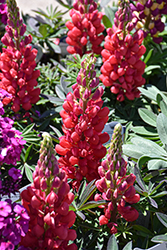 Westcountry Red Rum Lupine (Lupinus 'Red Rum') at Peter Knippel Garden Centre