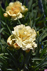 Sunflor Amber Carnation (Dianthus caryophyllus 'HILAMBER') at Lakeshore Garden Centres