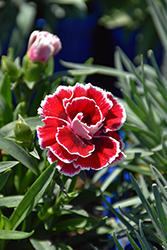 Sunflor Sofia Carnation (Dianthus caryophyllus 'Sunflor Sofia') at Lakeshore Garden Centres