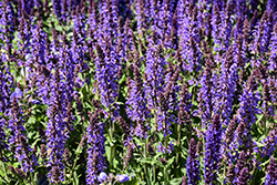 Blue By You Meadow Sage (Salvia nemorosa 'Balsalbyu') at Peter Knippel Garden Centre