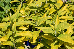 Humdinger Gold Drop Butterfly Bush (Buddleia 'Gold Drop') at Lakeshore Garden Centres