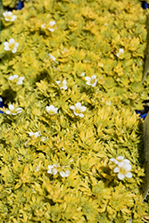 Cloth Of Gold Saxifrage (Saxifraga 'Cloth Of Gold') at Peter Knippel Garden Centre