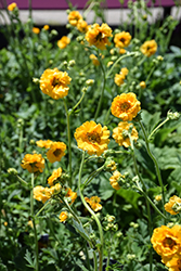 Lady Stratheden Avens (Geum 'Lady Stratheden') at Peter Knippel Garden Centre