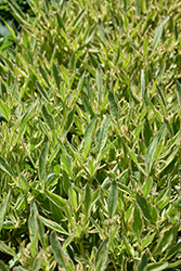 Tequila Sunrise Tickseed (Coreopsis 'Tequila Sunrise') at Peter Knippel Garden Centre