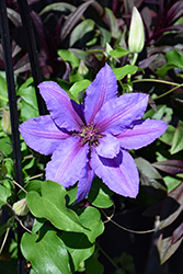 Tumaini Clematis (Clematis 'EviGsy151') at Green Thumb Garden Centre