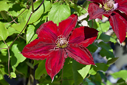 Boulevard Nubia Clematis (Clematis 'Evipo079') at Peter Knippel Garden Centre