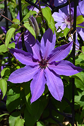 Blue Ravine Clematis (Clematis 'Blue Ravine') at Lakeshore Garden Centres