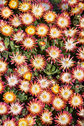 Jewel Of Desert Ruby Ice Plant (Delosperma 'Jewel Of Desert Ruby') at Peter Knippel Garden Centre