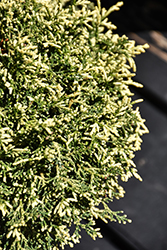 Mariesii Hinoki Falsecypress (Chamaecyparis obtusa 'Mariesii') at Lakeshore Garden Centres
