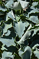 Tears In Heaven Hosta (Hosta 'Tears In Heaven') at Lakeshore Garden Centres
